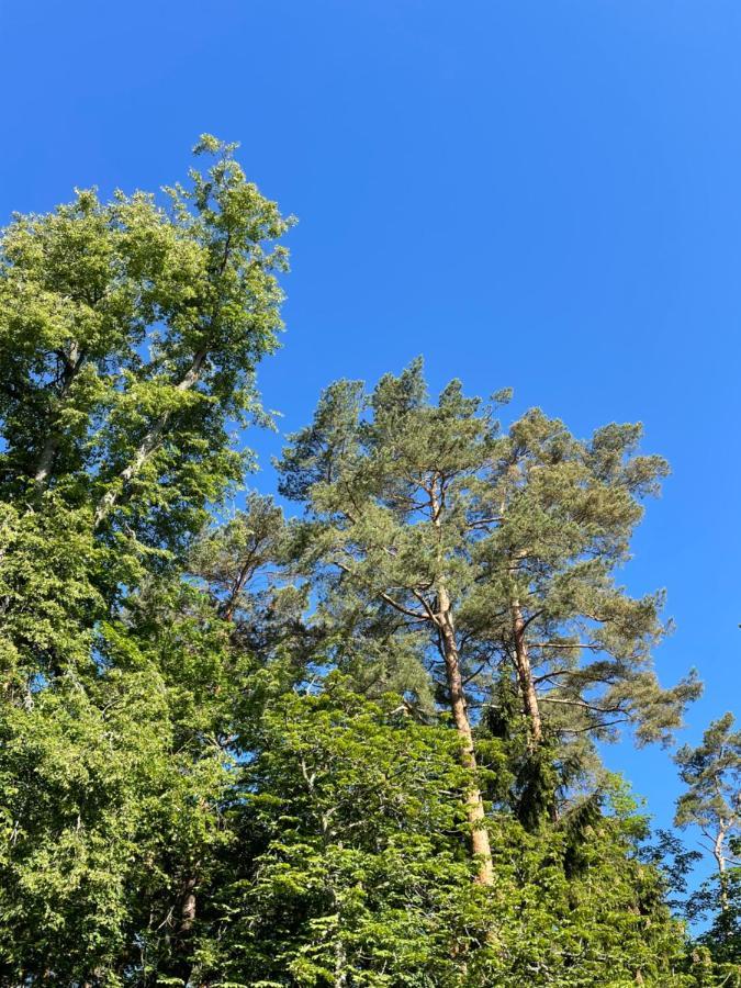 Sunny Apartment With Forest View Juodkrantė Buitenkant foto